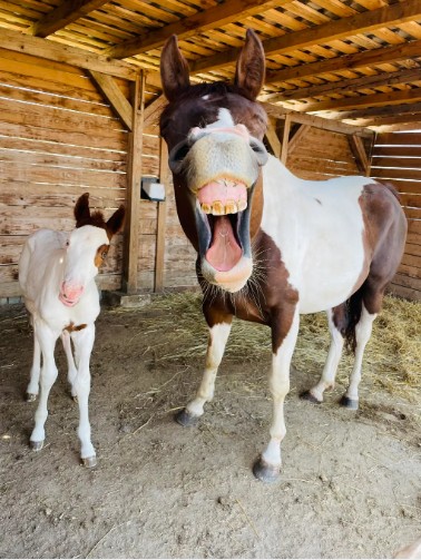 Os cavalos felizes: a mamãe e seu filhote — Foto: Radim Filipek / Animal Friends Comedy Pets