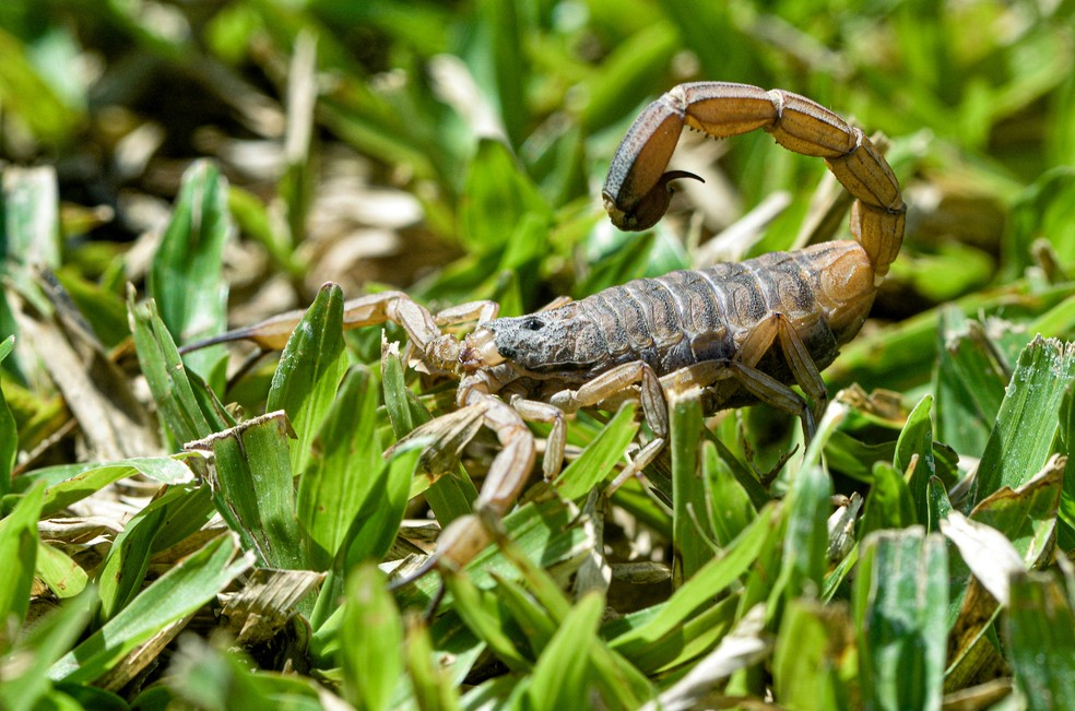 Escorpião da espécie Tityus serrulatus, também conhecido como escorpião amarelo — Foto: Divulgação/ Instituto Vital Brazil
