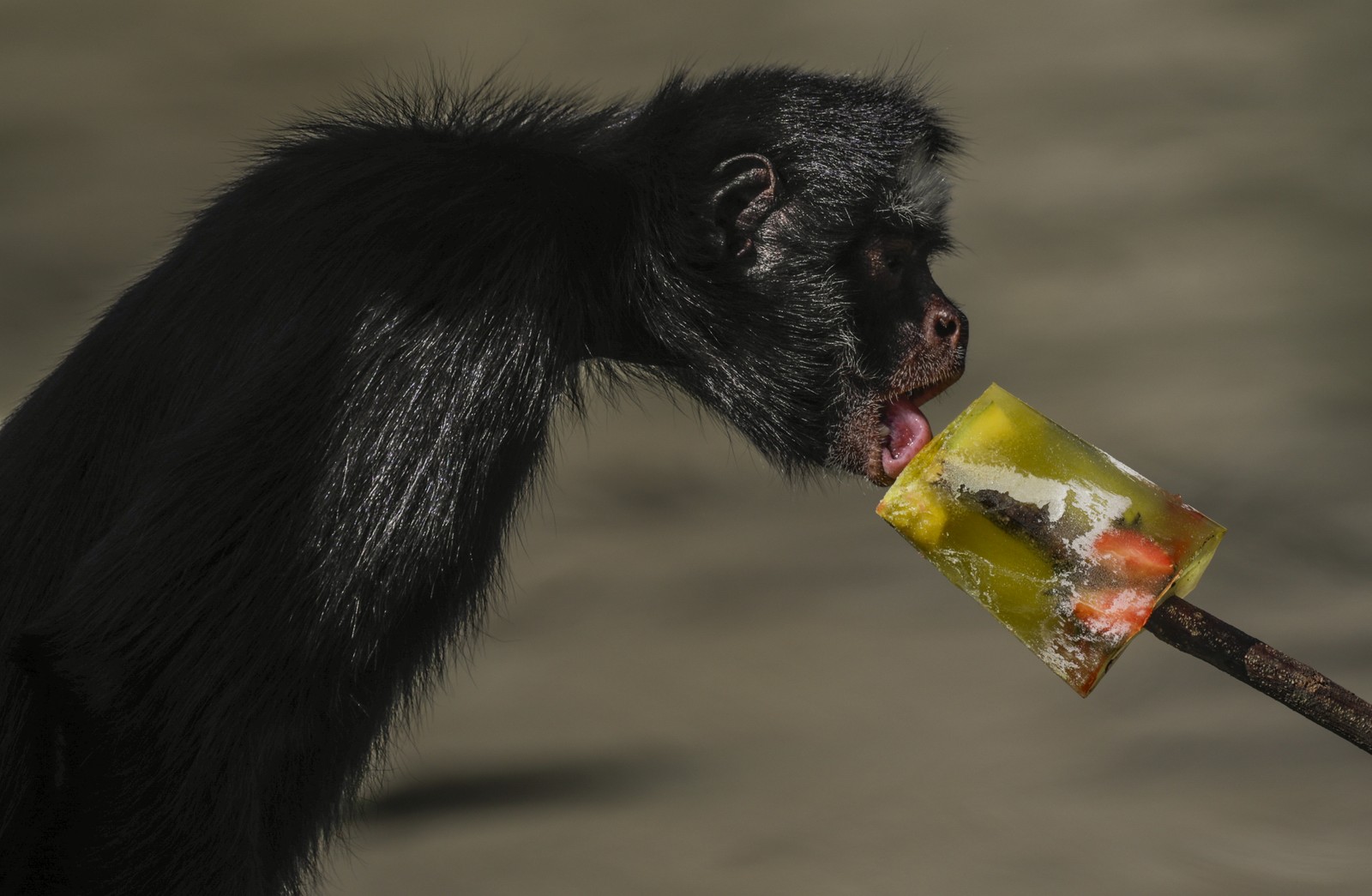 Para os primatas, picolé no calor; em época de frio, até chá morno faz parte do cardápio — Foto: Gabriel de Paiva/ Agência O Globo
