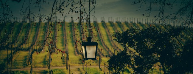 Vinhedos da Quinta da Pacheca, popular atração entre viajantes brasileiros na região do Rio Douro, em Portugal — Foto: Divulgação / Pedro Sarmento Costa