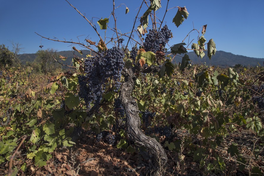 Vinhedo centenário da uva País no Chile: variedade é usada na produção do espumante Estelado