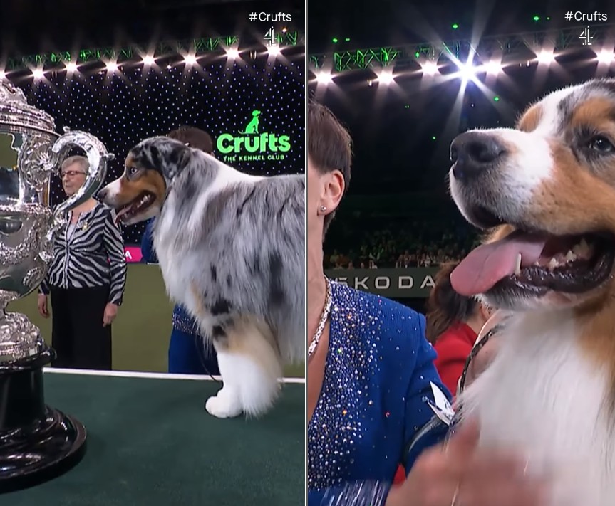 Pastor australiano vence o Crufts 2024 — Foto: Reprodução vídeo