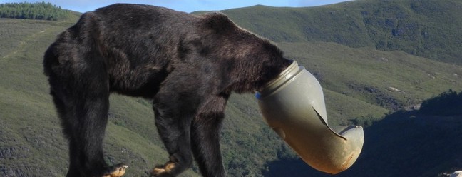 Urso ficou com a cabeça presa em recipiente de plástico, na Espanha — Foto: Divulgação