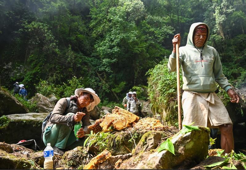 Nepaleses fazem coleta de 'mel alucinógeno' no Himalaia — Foto: AFP