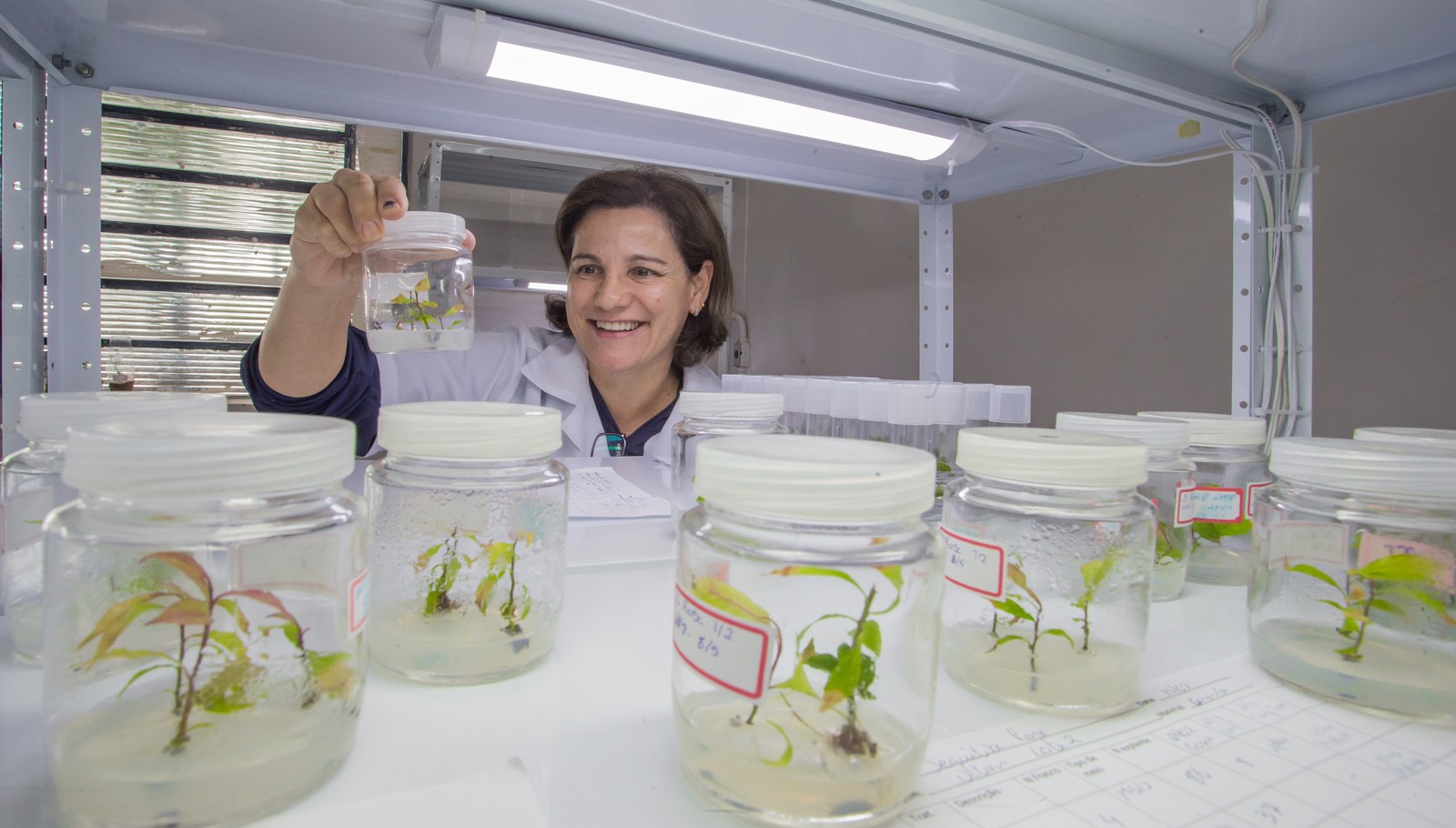 Escola Superior de Agricultura Luiz de Queiroz, em Piracicaba, São Paulo. Mariza Monteiro, pesquisadora e fundadora da Arbotec, empresa que desenvolve mudas de árvores madeireiras entre outras. — Foto:  Edilson Dantas / Agência O Globo