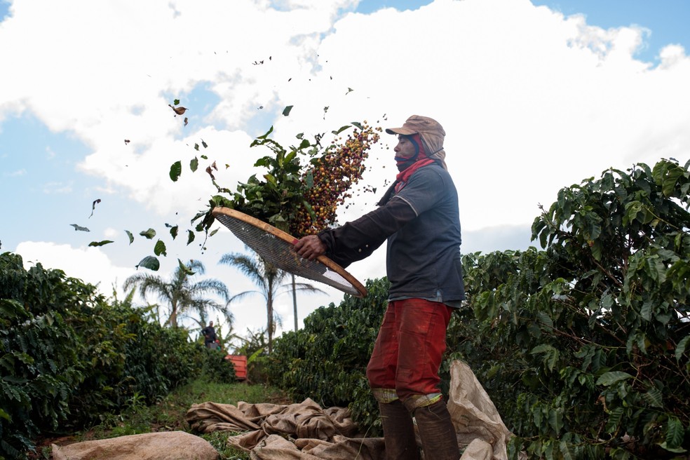 Lavoura de café: plataforma reúne 94% das exportações para a UE — Foto: Patricia Monteiro/Bloomberg