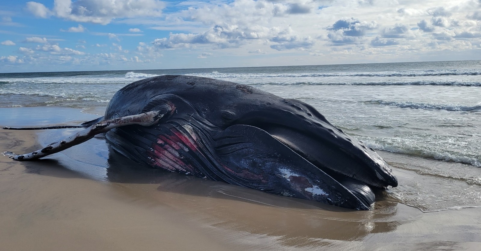 Baleia ficou encalhada dias na faixa de areia, antes de morrer — Foto: Reprodução