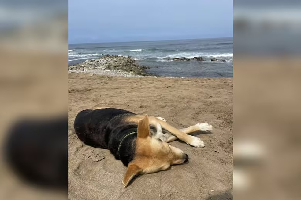 'Vaguito': conheça a história do cachorro que todos os dias espera o dono à beira-mar e será contada em filme — Foto: Reprodução