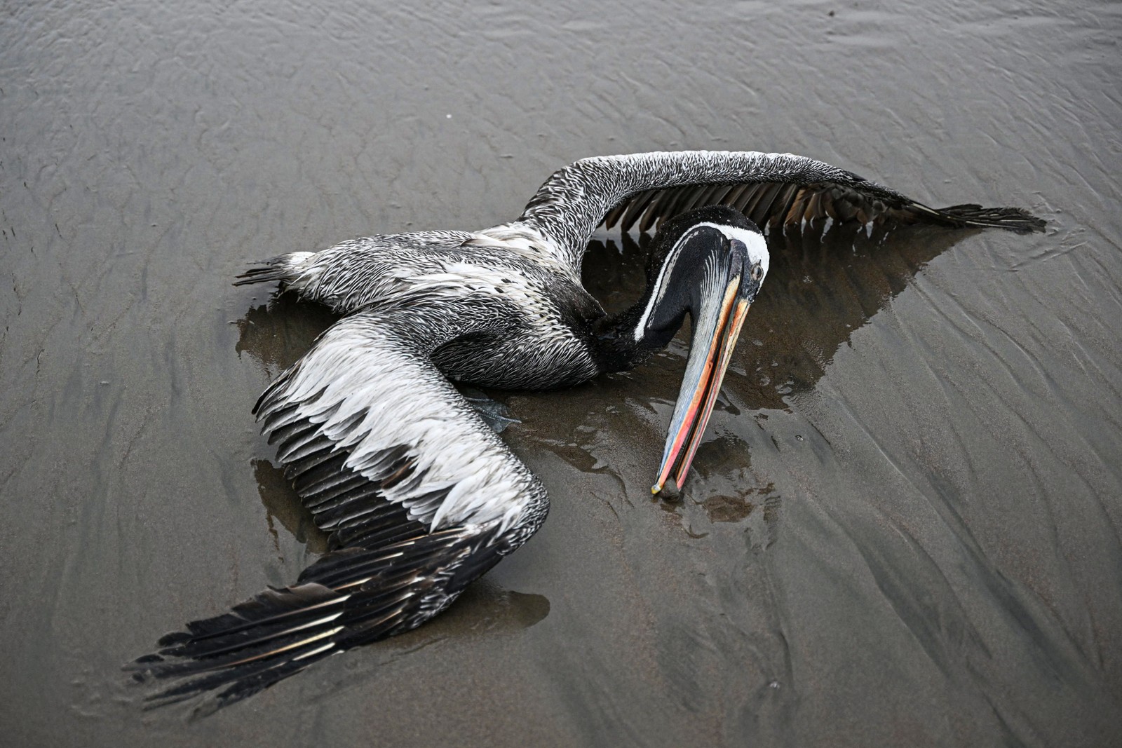 Pelicano suspeito de ter morrido da gripe aviária H5N1 é encontrado na praia de Lima, capital do Peru  — Foto: ERNESTO BENAVIDES/AFP