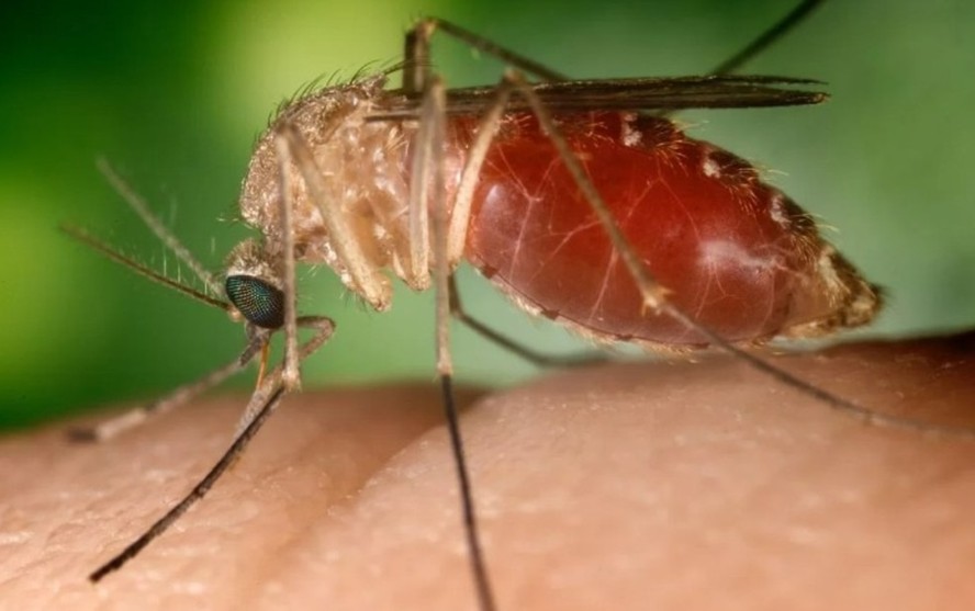 Casos de febre do oropouche têm aumentado no país