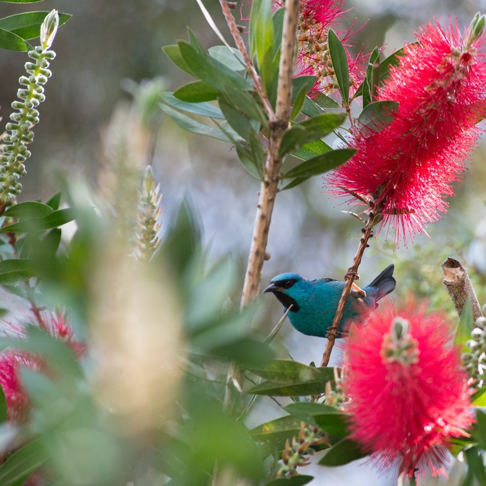 Passarinho entre flores no hotel Rosa dos Ventos, em Teresópolis: Estado do Rio é um destino bastante procurado para observação de aves — Foto: Divulgação