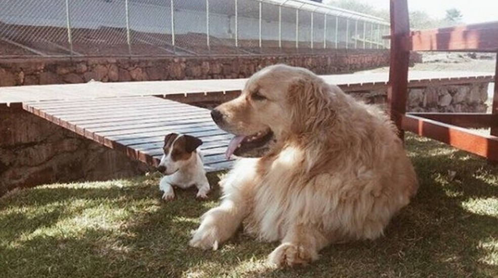 Os cachorros do ex-presidente Michel Temer  — Foto: Reprodução 