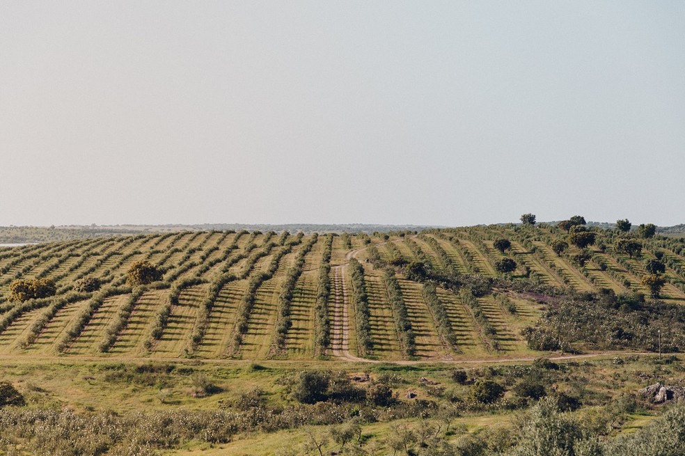 As mudanças climáticas têm afetado fortemente a produção dos olivais — Foto: Divulgação