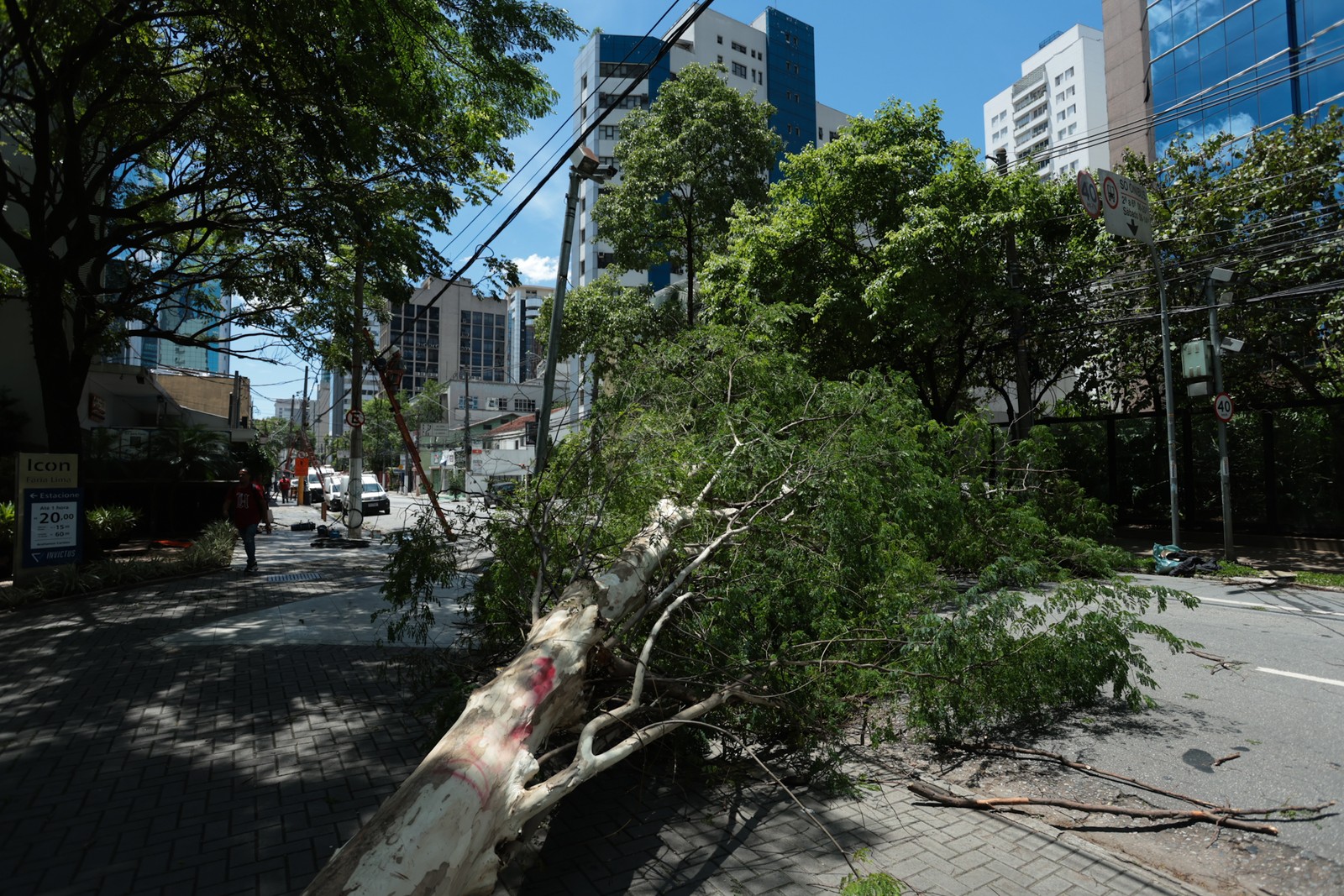 Árvore caída na região do Itaim Bibi: cidade teve dezenas de ocorrências do tipo — Foto: Maria Isabel Oliveira
