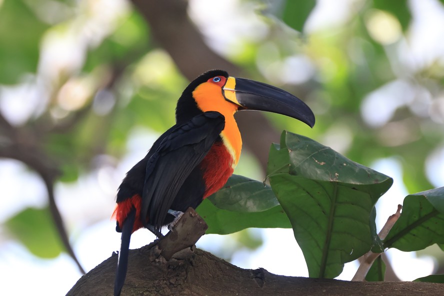 Sorria! Tucano fotografado no Leblon