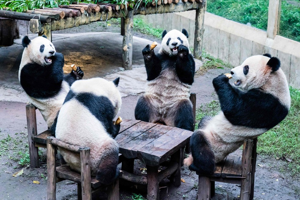 Pandas comendo em zoológico de Chongqing, na China — Foto: AFP