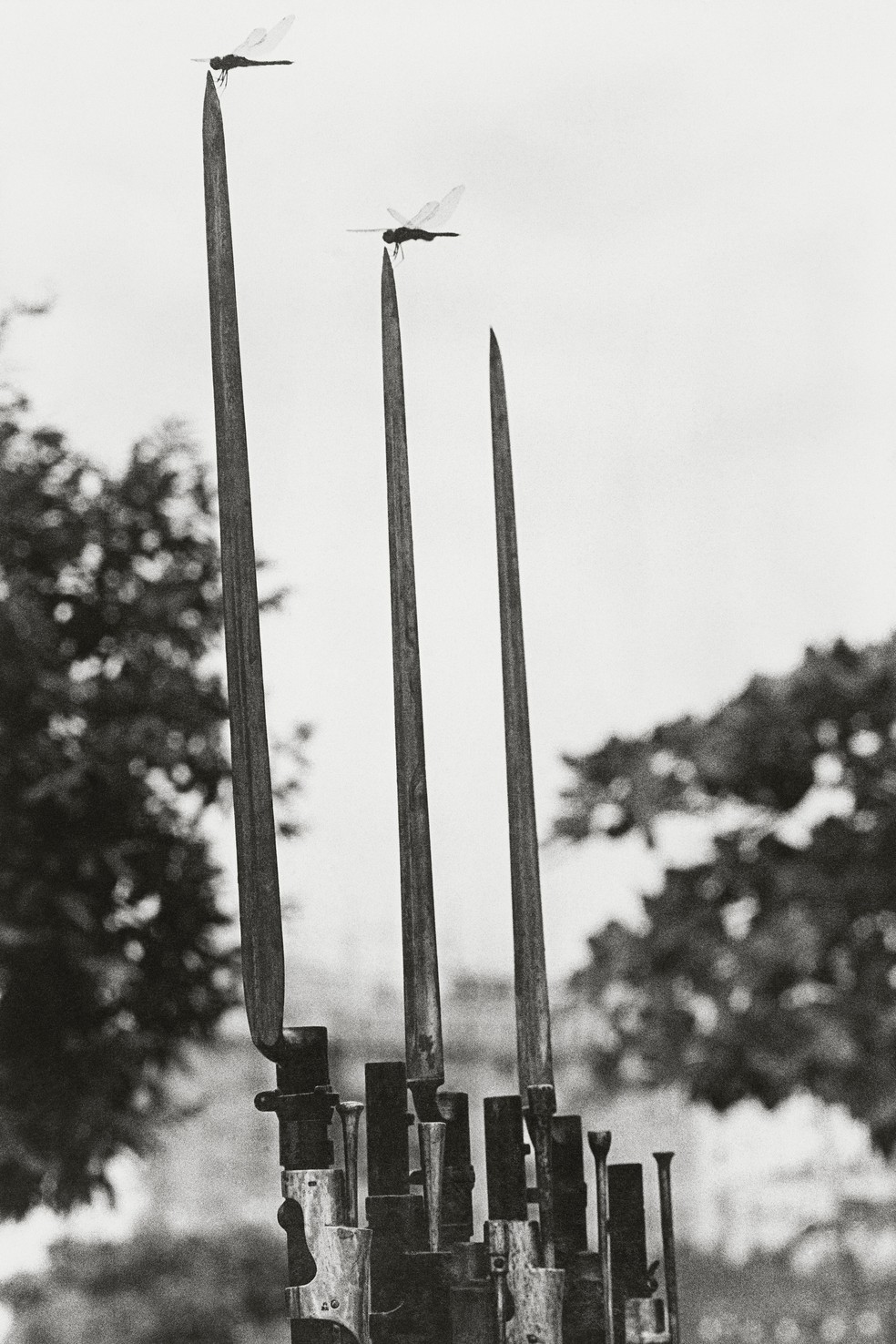 Comemoração do centenário da Batalha de Tuiuti, no Aterro do Flamengo, Rio de Janeiro, em maio de 1966. As baionetas com libélulas nas pontas foram para a capa do Jornal do Brasil. — Foto: Evandro Teixeira/Acervo IMS