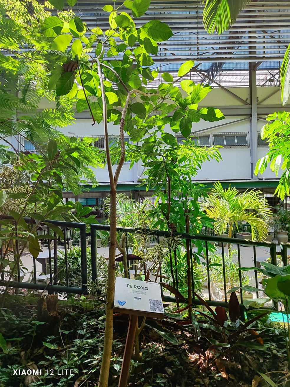 Ipê-roxo, espécie plantada por alunos do Colégio Santo Inácio — Foto: Divulgação