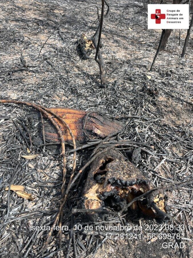 Animais encontrados em decomposição no Pantanal — Foto: Divulgação gradbrasil