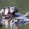 Hipopótamos do zoológico particular do traficante colombiano Pablo Escobar - Arcrebiano Araujo/AFP