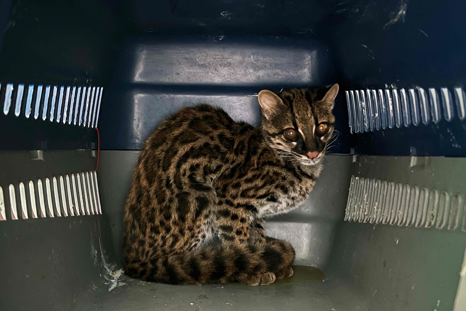 Um pequeno gato malhado é atendido no TUERI Hospital da Vida Selvagem, criado pela Universidade de São Francisco de São Francisco de Quito (USFQ), em Quito — Foto: Galo PAGUAY / AFP