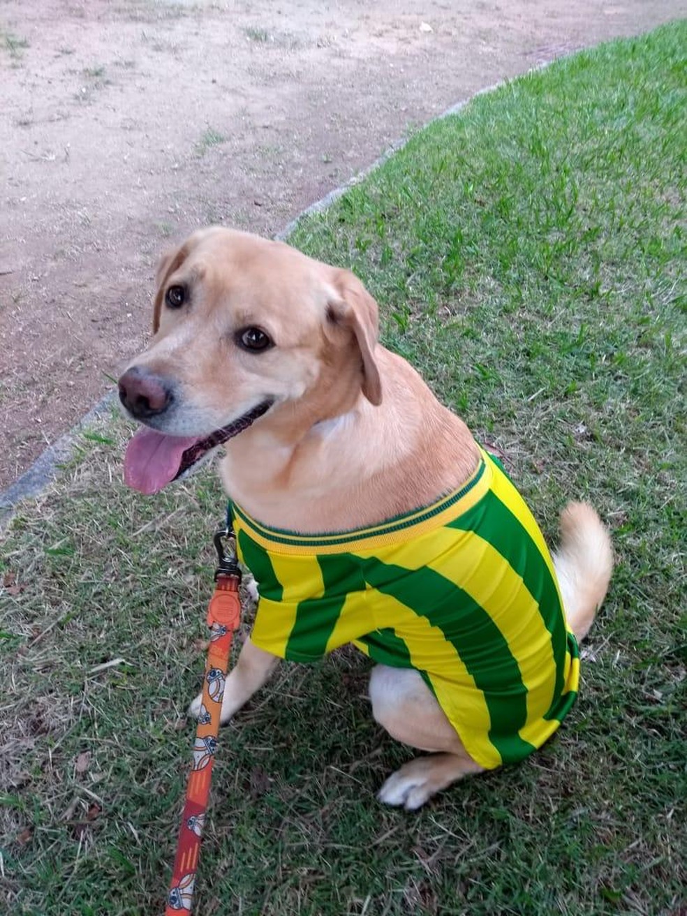 Mel, a cadelinha que morreu após sinais de intoxicação na Barra da Tijuca — Foto: Reprodução / Arquivo pessoal