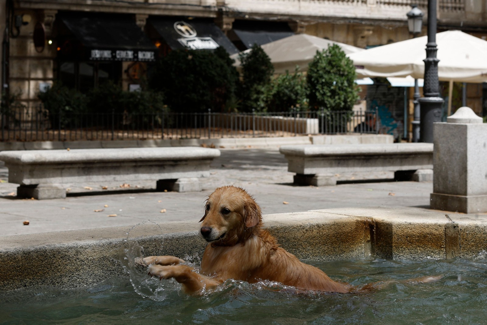 Um cachorro mergulha em uma fonte para se refrescar em meio a uma onda de calor em Madri, em 9 de agosto de 2023. — Foto: JAVIER SORIANO / AFP