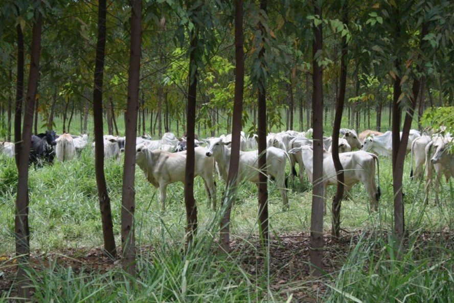 Integração entre lavoura, pecuária e floresta em área da Cocamar, cooperativa de Maringá (PR)