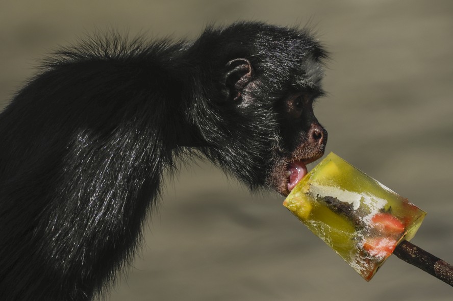 Para aliviar o calorão, picolés refrescam animais do BioParque do Rio