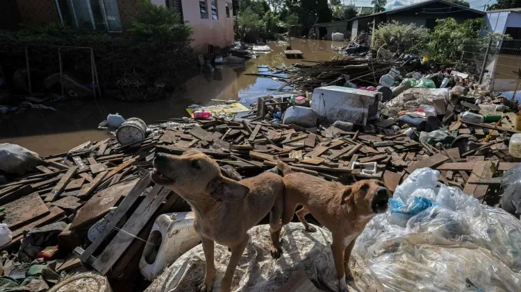 Cachorros em meio a destroços da enchente em Eldorado do Sul — Foto: Nelson Almeida/AFP