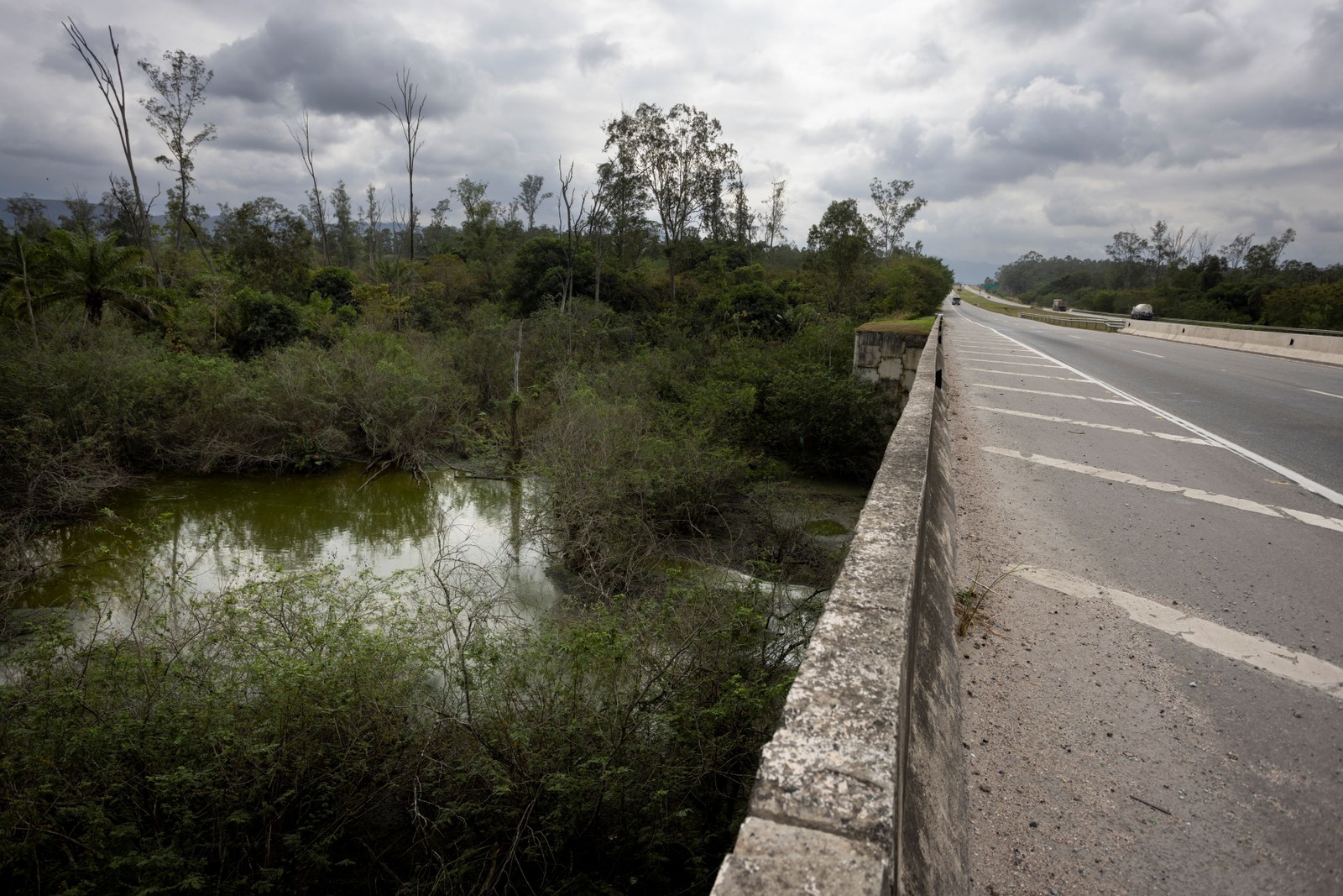 Área no KM 98 (Seropédica) em que foi preciso erguer um viaduto para preservar as pererecas — Foto: Márcia Foletto / Agência O Globo