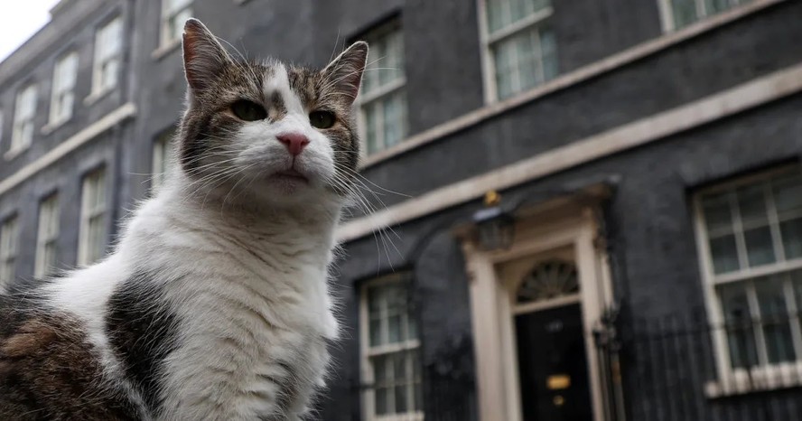 Gato Larry, que vive no Número 10, da Downing Street