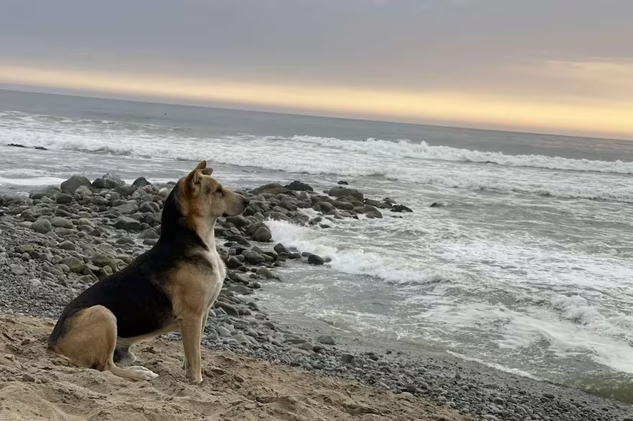 'Vaguito': conheça a história do cachorro que todos os dias espera o dono à beira-mar e será contada em filme