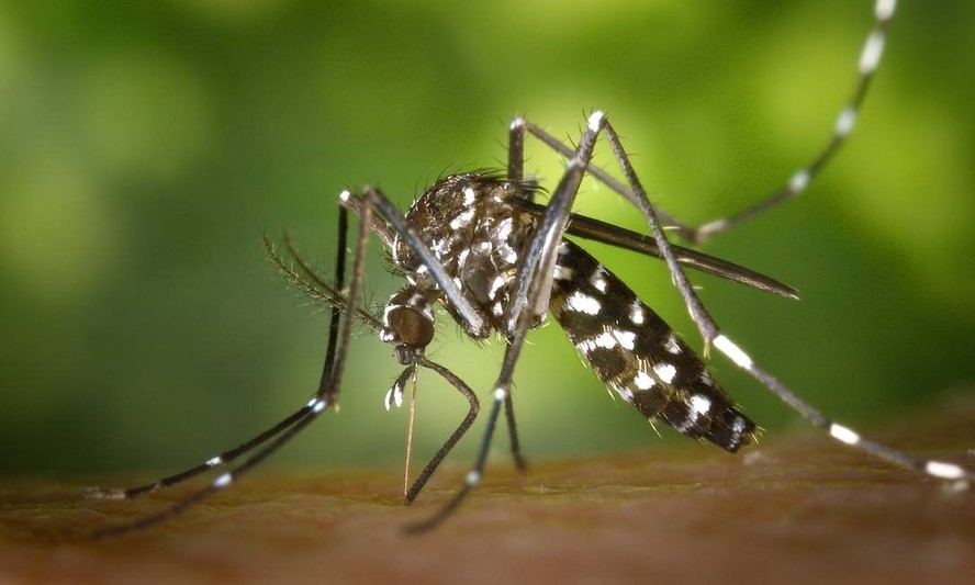 Aedes aegytpi: vetor da dengue