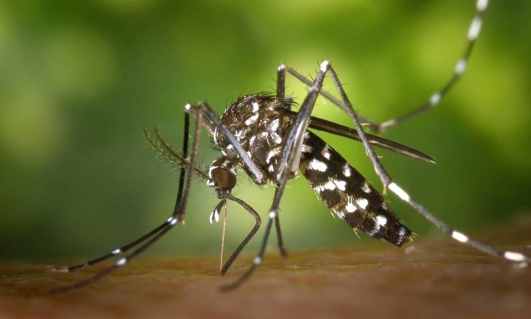 Pesquisadores da Universidade de Cambridge comprovam eficácia do método Wolbachia, da Fiocruz,  de combate ao mosquito da dengue — Foto: Reprodução