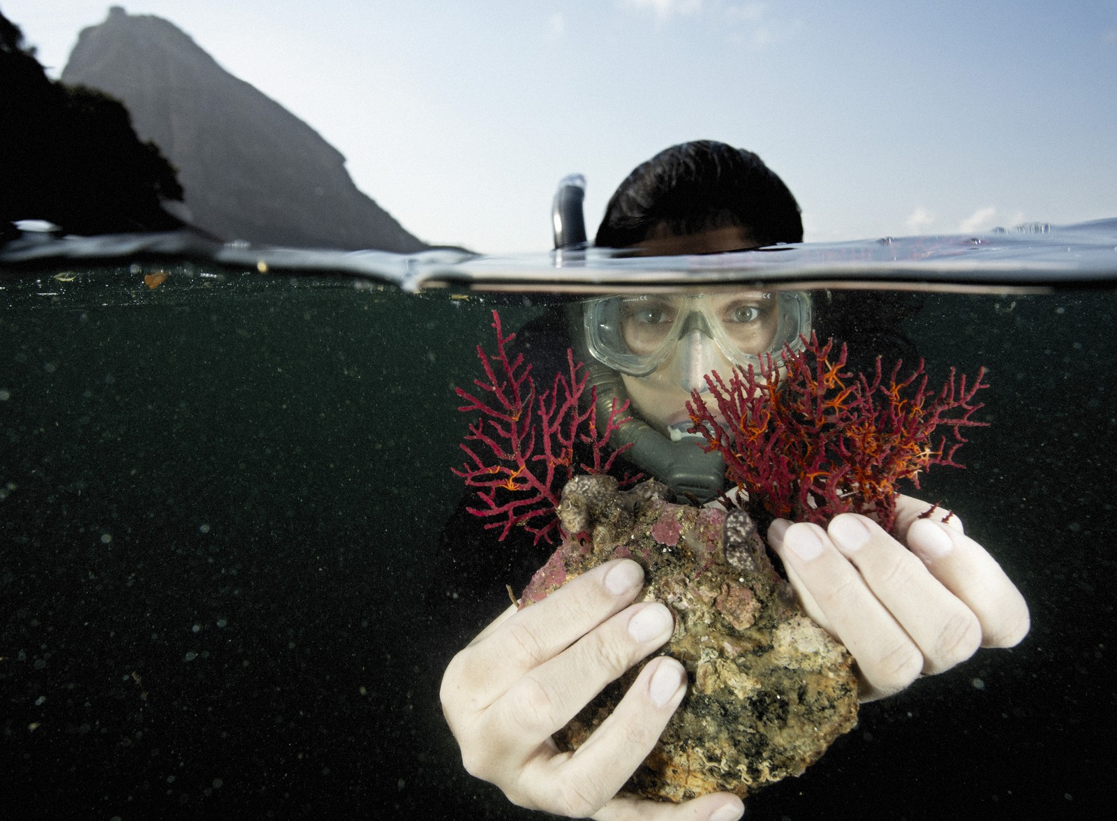 Pesquisadora da UniRio, em parceira com o Instituto Mar Urbano, mostra o ofiuróide (laranja) preso a coral. A espécie invasora pode ter sido trazida por ação humana, por meio de embarcações. — Foto: Instituto Mar Urbano / Ricardo Gomes / Divulgação