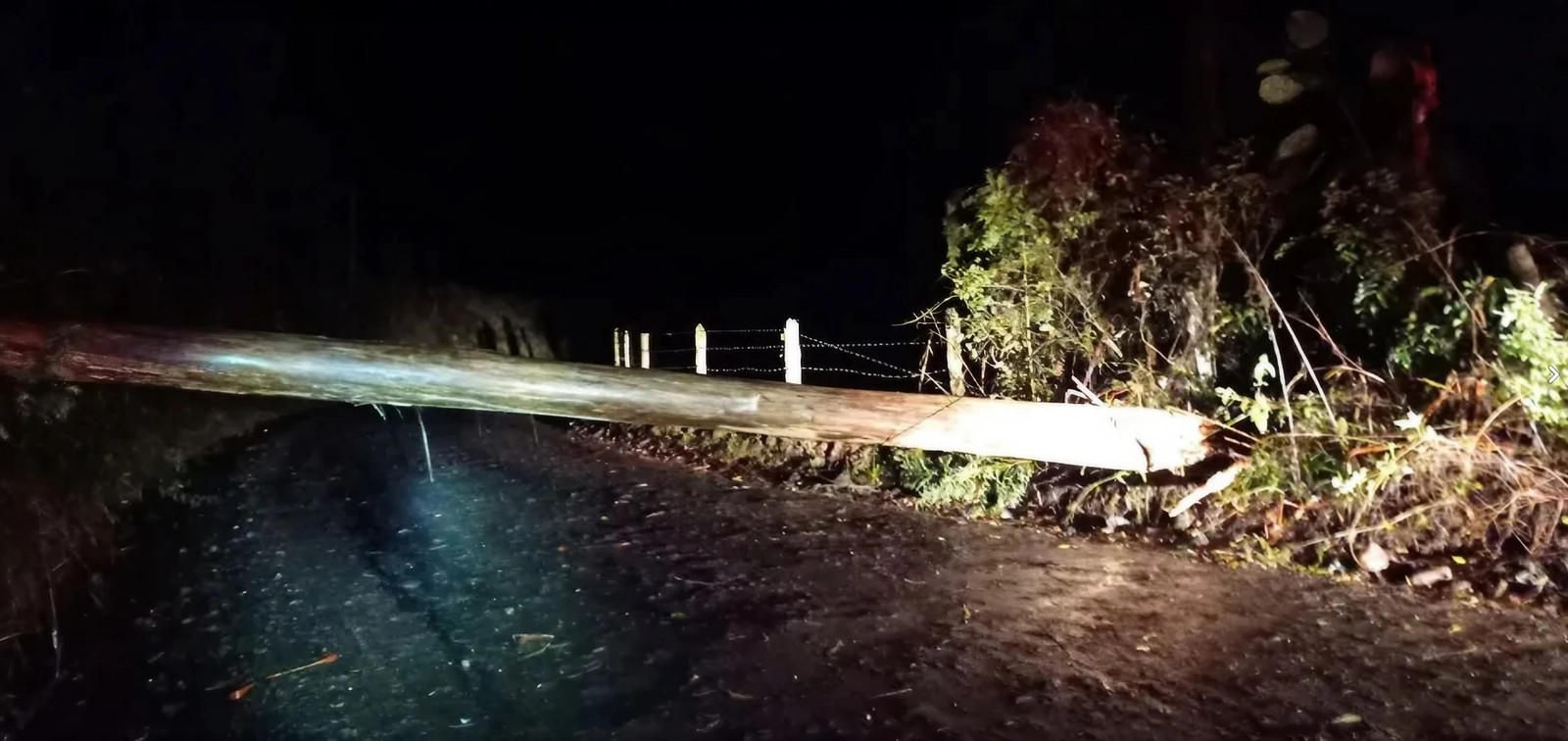 Ciclone arranca árvores, interdita estradas e causa estragos em SC. Na foto, queda de árvore em Canoinhas em Santa Catarina, nesta madrugada de quinta-feira (13). — Foto: Defesa Civil/Divulgação