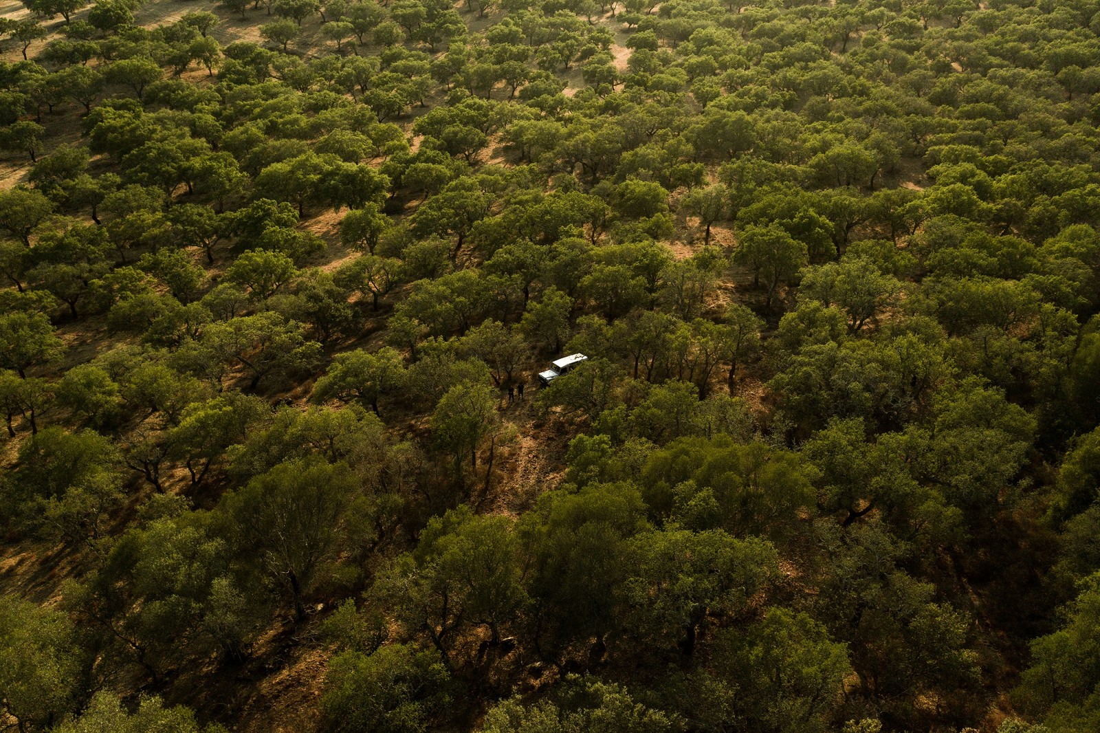 A Tapada de Coelheiros é uma propriedade de 850 hectares: sustentabilidade é palavra de ordem — Foto: Divulgação