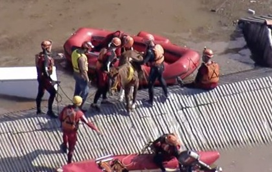 Cavalo é resgatado de telhado em Canoas, no Rio Grande do Sul