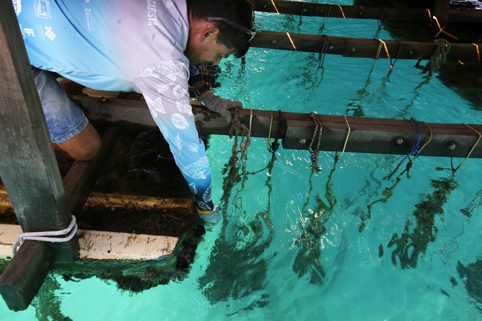 Pescador do projeto Lagos em Ação, que criou a fazenda marinha mostra como é, por dentro, a estrutura da produção de ostras, peixes e vieiras — Foto: Custodio Coimbra / Agência O Globo