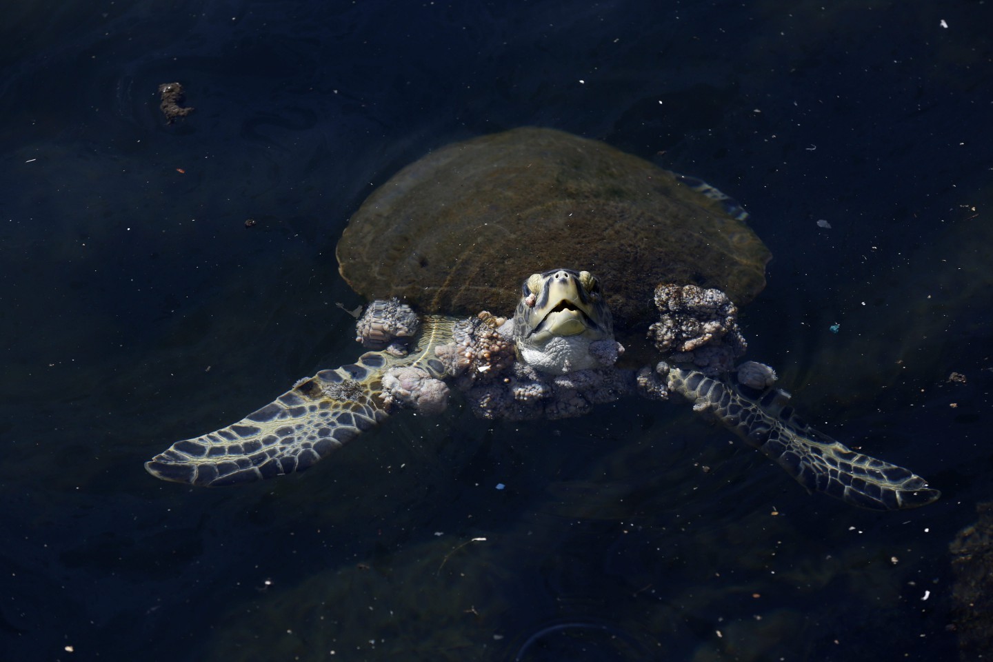 Fauna em risco. Em meio à sujeira na Baía de Guanabara, uma tartaruga-verde com tumores nas nadadeiras e no pescoço: órgãos internos podem ser afetados — Foto: Custódio Coimbra