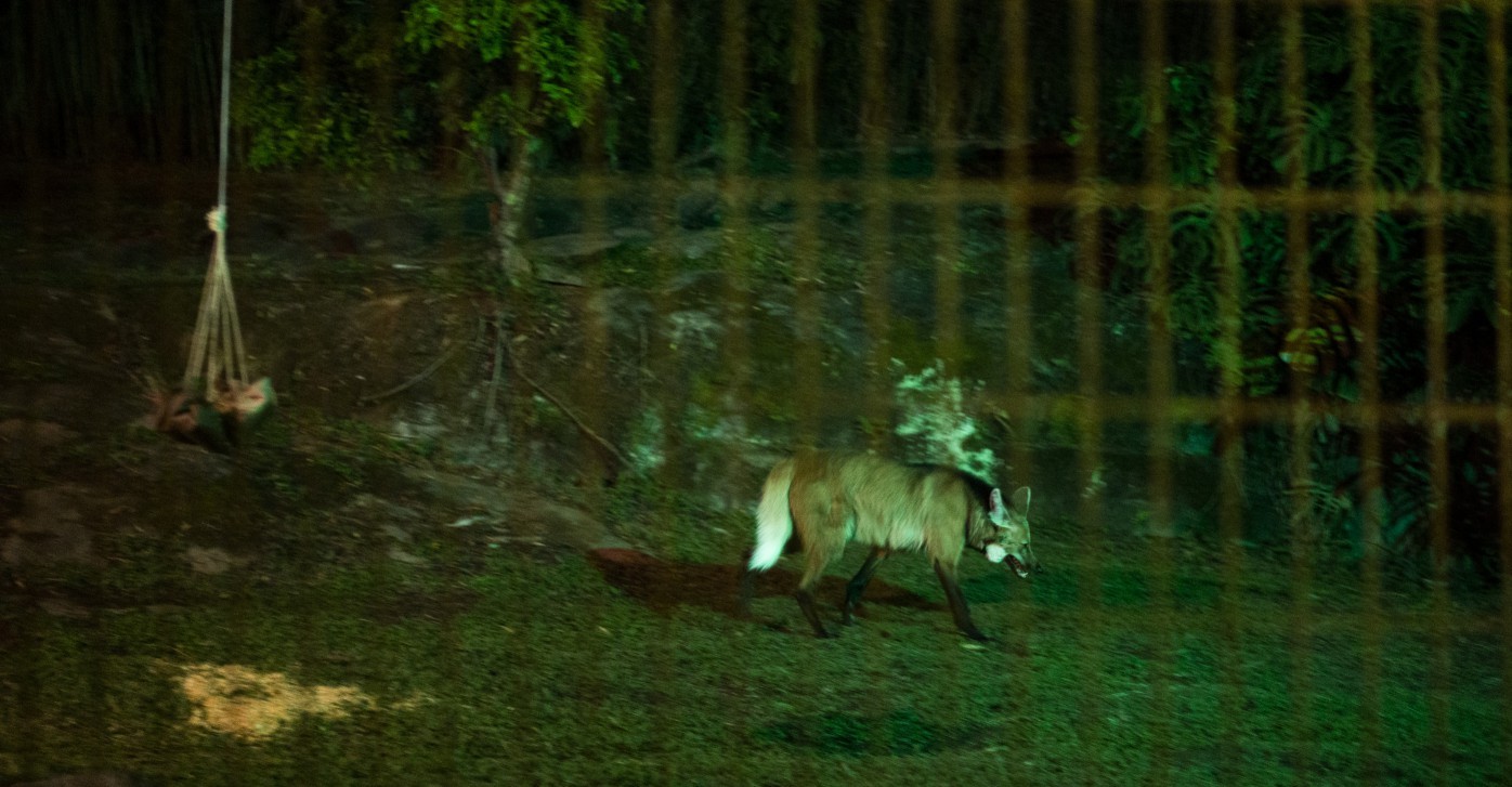 Tour noturno pelo Zoológico de São Paulo — Foto: Maria Isabel Oliveira