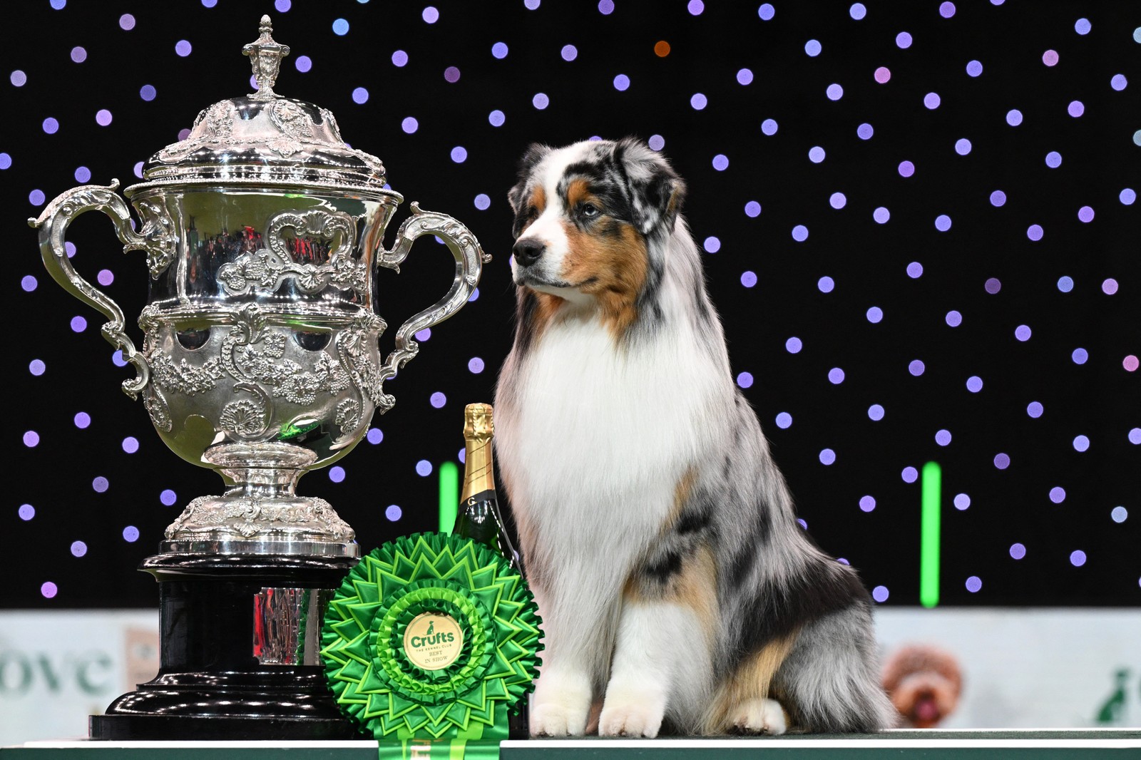 Vencedor do Best in Show, o pastor australiano, "Viking" posa para fotos na entrega do troféu — Foto: AFP