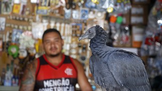 Thiago Silva Sena é dono de uma loja de material de construção na Tijuca e recebe a visita diária do urubu Vidal, nomeado assim por conta do jogador do Flamengo — Foto: Fabio Rossi / Agência O Globo