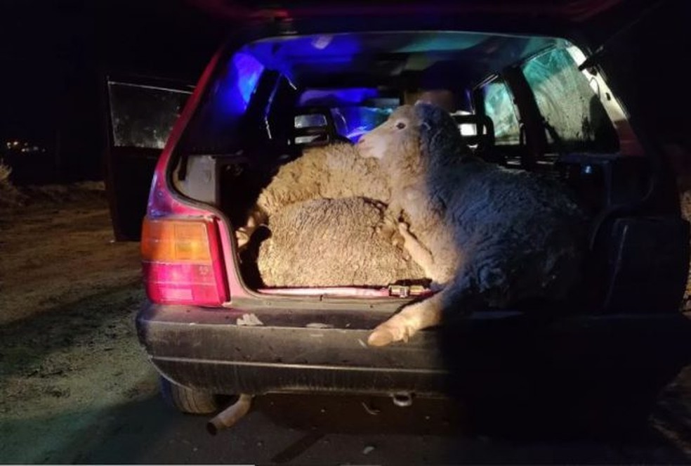 Ovelhas resgatadas em mala de carro — Foto: Reprodução