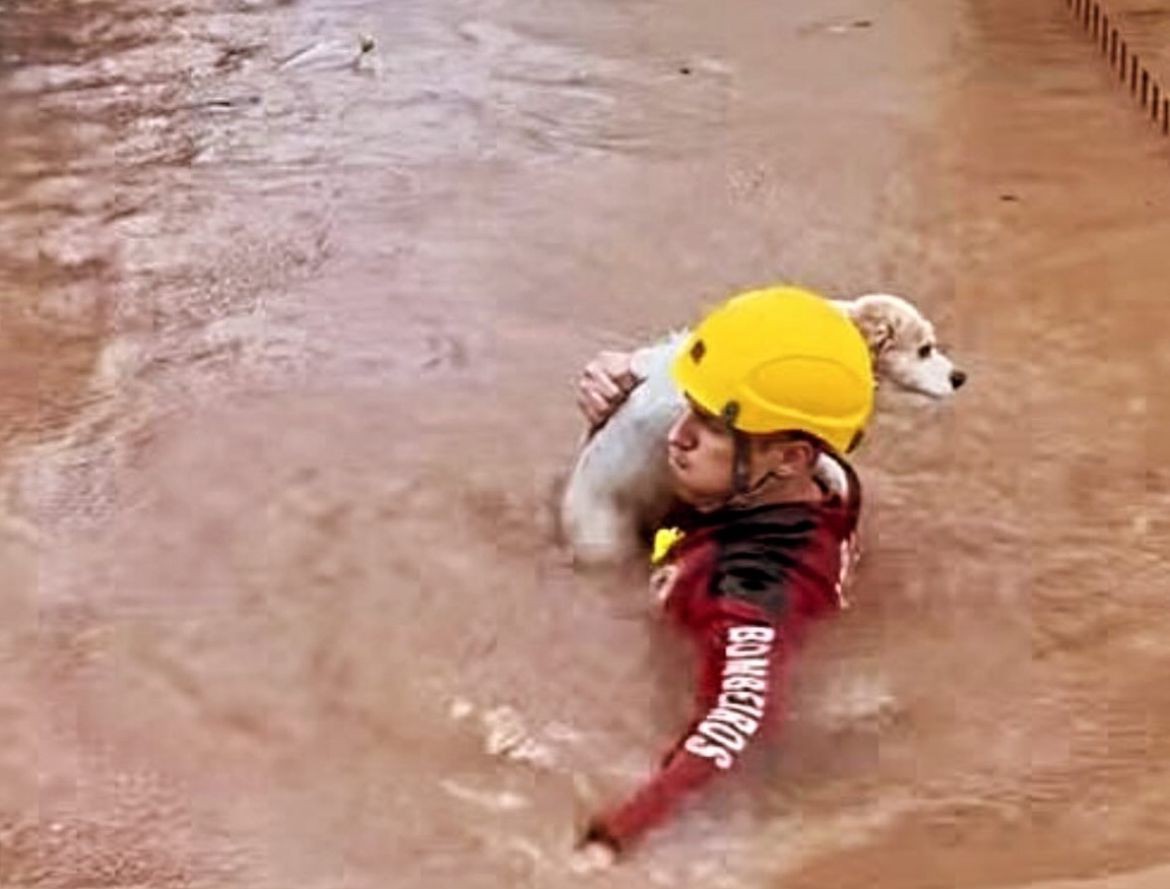 'Até a última vida': bombeiro salva cão durante temporal no RS — Foto: Divulgação / CBMRS