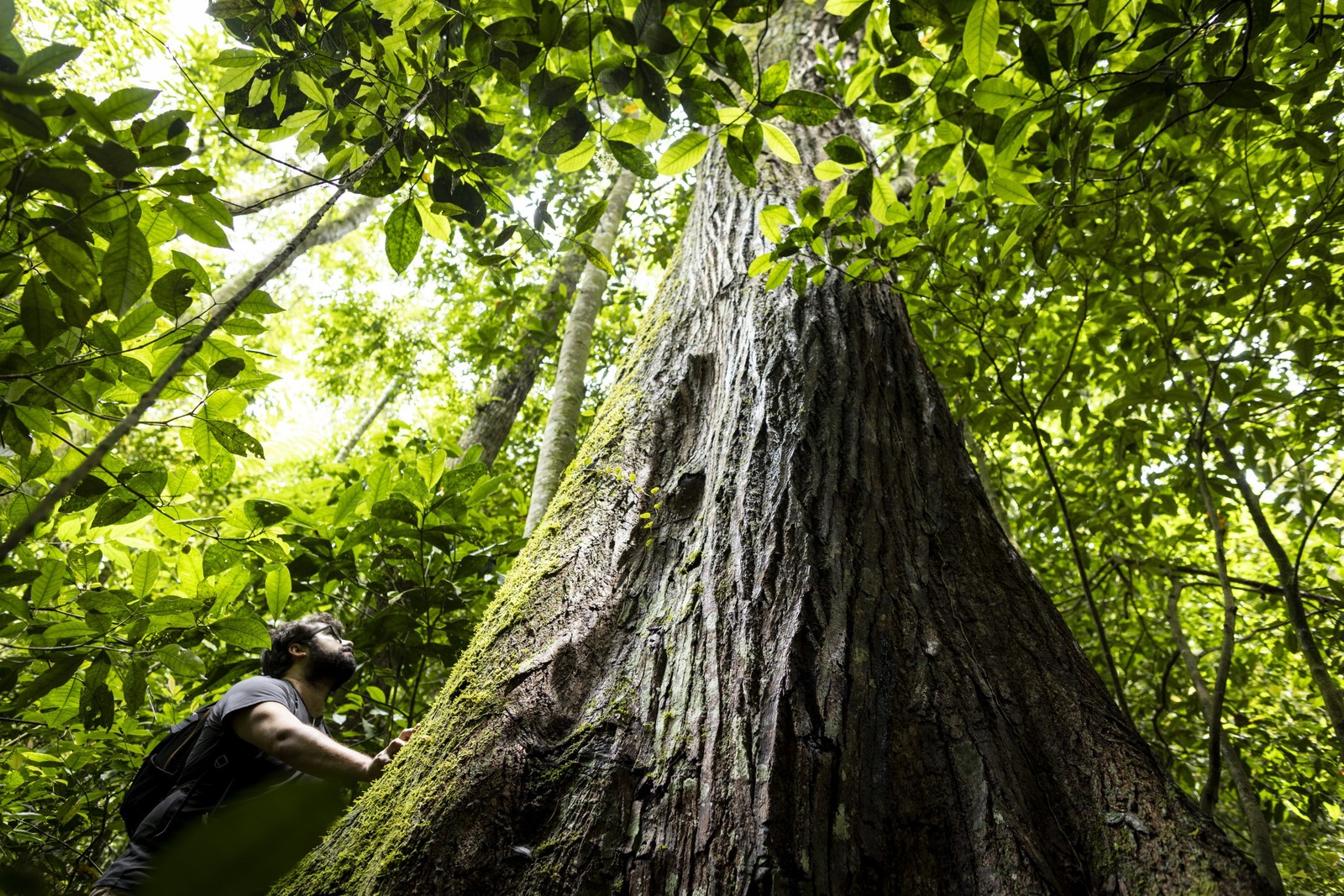 O pesquisador Gabrielo Sales observa exemplar de cedro, nas Paineiras.  — Foto: Márcia Foletto