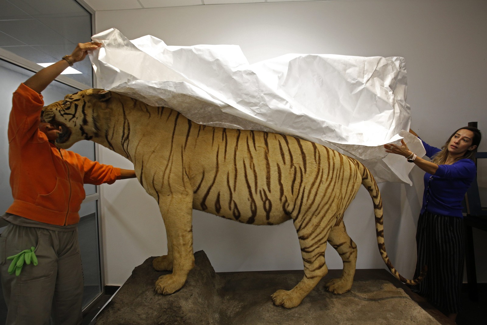 Doações para o Museu Nacional. Renata Baltar, historiadora, com o tigre.  — Foto: Custodio Coimbra / Agência O Globo