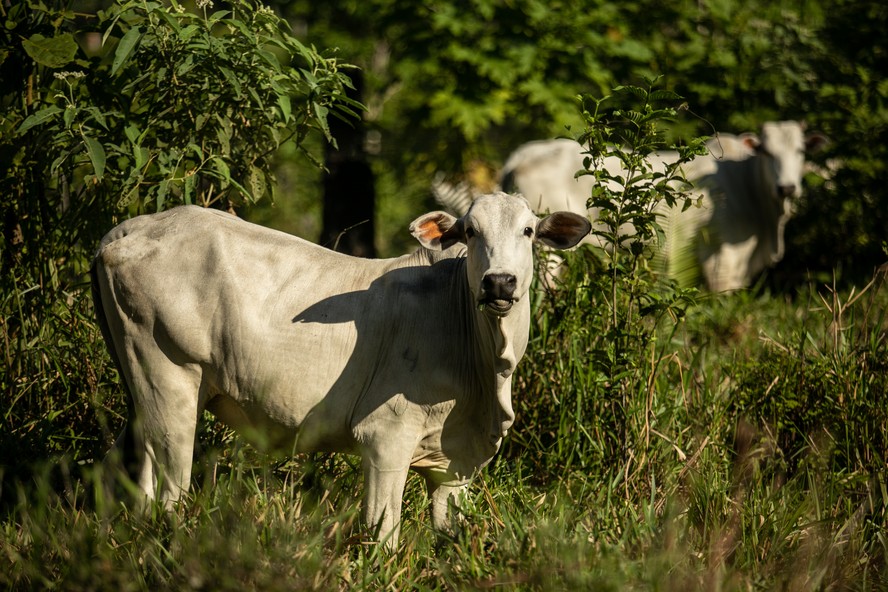 Bois pastam em campo próximo à BR-319, no Amazonas