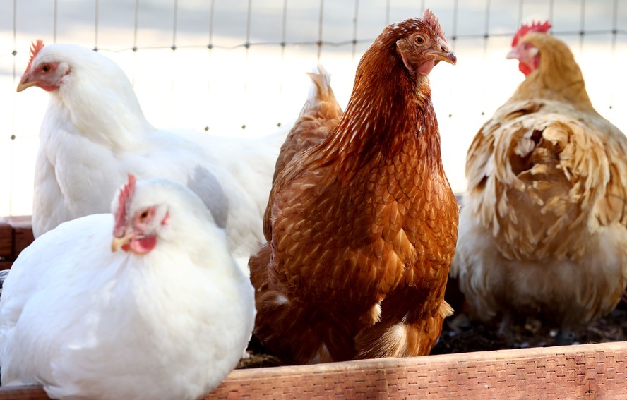 Caso de gripe aviária foi detectado em animal no Espírito Santo